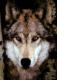 Lycanthra's Avatar