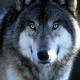 Betawolf's Avatar