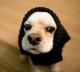Velcro's Avatar