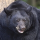 bigbear9957's Avatar