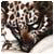 Laurimoigma's Avatar